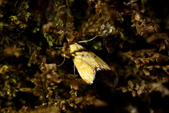 Glaucocharis auriscriptella