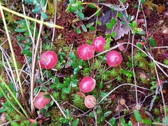 Vaccinium oxycoccos