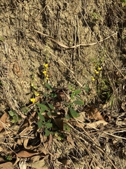 Crotalaria albida