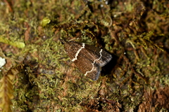Eudonia leucogramma