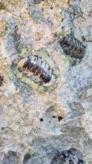 Acanthopleura granulata
