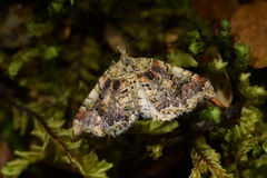 Helastia cryptica