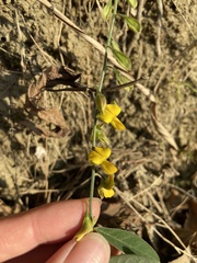 Crotalaria albida