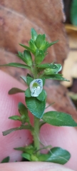 Veronica serpyllifolia