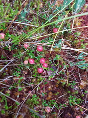 Vaccinium oxycoccos