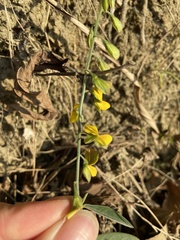 Crotalaria albida