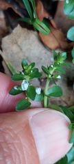 Veronica serpyllifolia