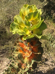 Hakea victoria