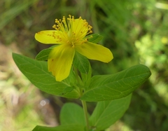 Hypericum ellipticum