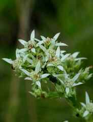 Alepidea amatymbica