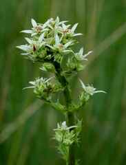 Alepidea amatymbica