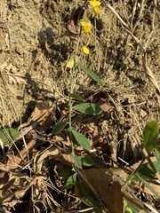 Crotalaria albida