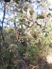 Calluna vulgaris