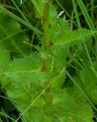 Alepidea amatymbica