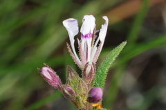 Cleome monophylla