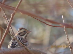 Emberiza rustica