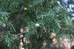 Juniperus oxycedrus