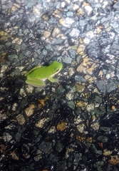Litoria fallax