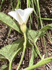 Convolvulus sagittatus