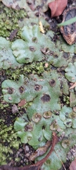 Marchantia