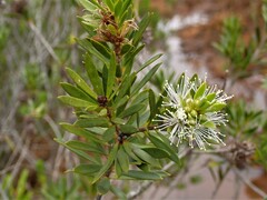 Melaleuca brongniartii