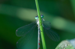 Coenagrion