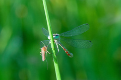 Coenagrion