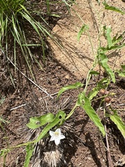 Convolvulus sagittatus