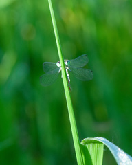 Coenagrion