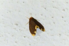 Orvasca subnotata