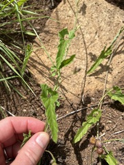 Convolvulus sagittatus