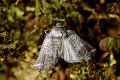 Declana griseata
