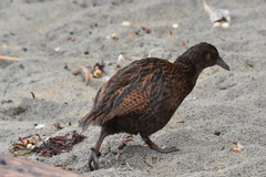 Gallirallus australis scotti