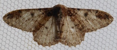 Amraica recursaria