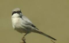 Lanius excubitor
