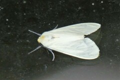 Pareuchaetes pseudoinsulata