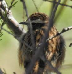 Saxicola rubetra