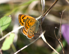 Lycaena ottomanus