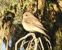 Muscicapa striata