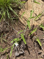 Convolvulus sagittatus