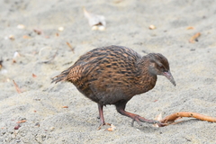 Gallirallus australis scotti