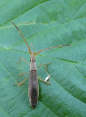 Protenor belfragei