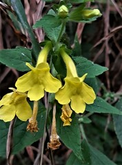 Lindenbergia grandiflora