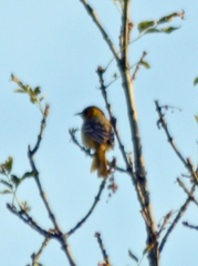 Icterus