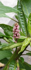 Phytolacca bogotensis