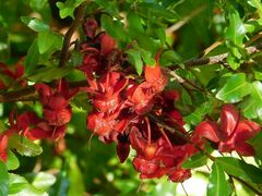 Ochna serrulata