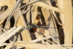 Erythrodiplax attenuata