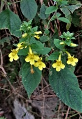Lindenbergia grandiflora