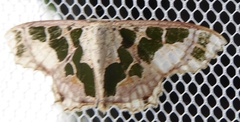 Scopula divisaria