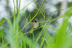 Mazaria propinqua